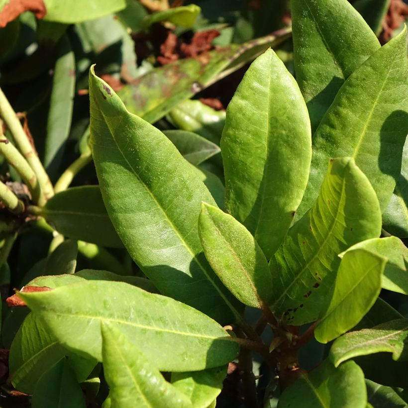 Rhododendron Easydendron INKARHO Rabatz (Foliage)
