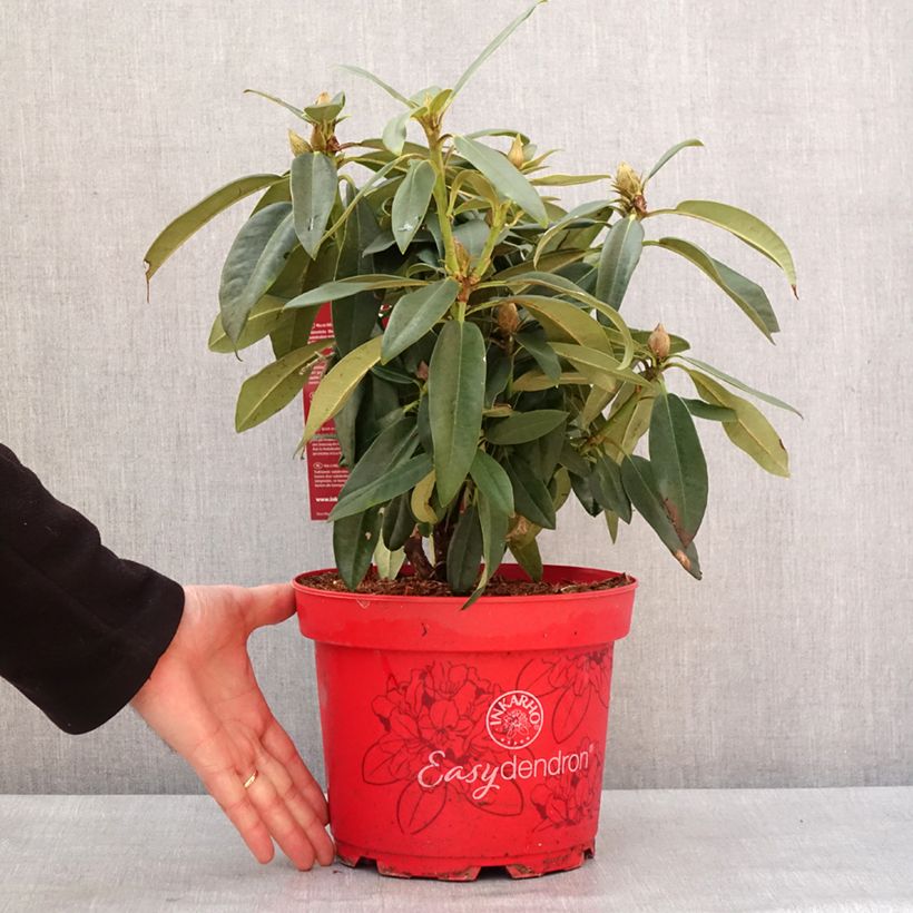 Rhododendron hybride Easydendron INKARHO Rabatz Pot de 4L/5L esemplare consegnato in inverno