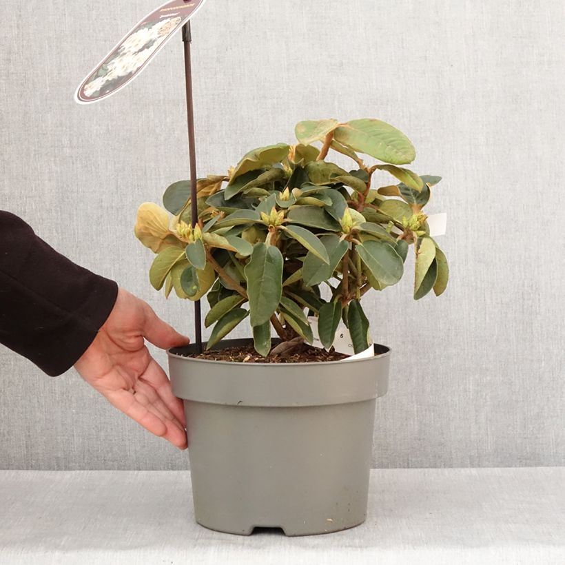 Rhododendron hybride Easydendron INKARHO Special Dane Pot de 4L/5L esemplare consegnato in inverno