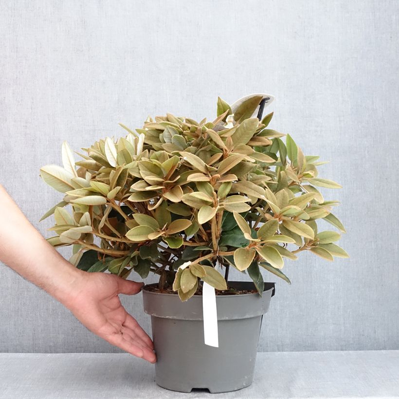 Rhododendron Easydendron INKARHO Special Dane Vaso da 4L/5L esemplare consegnato in primavera