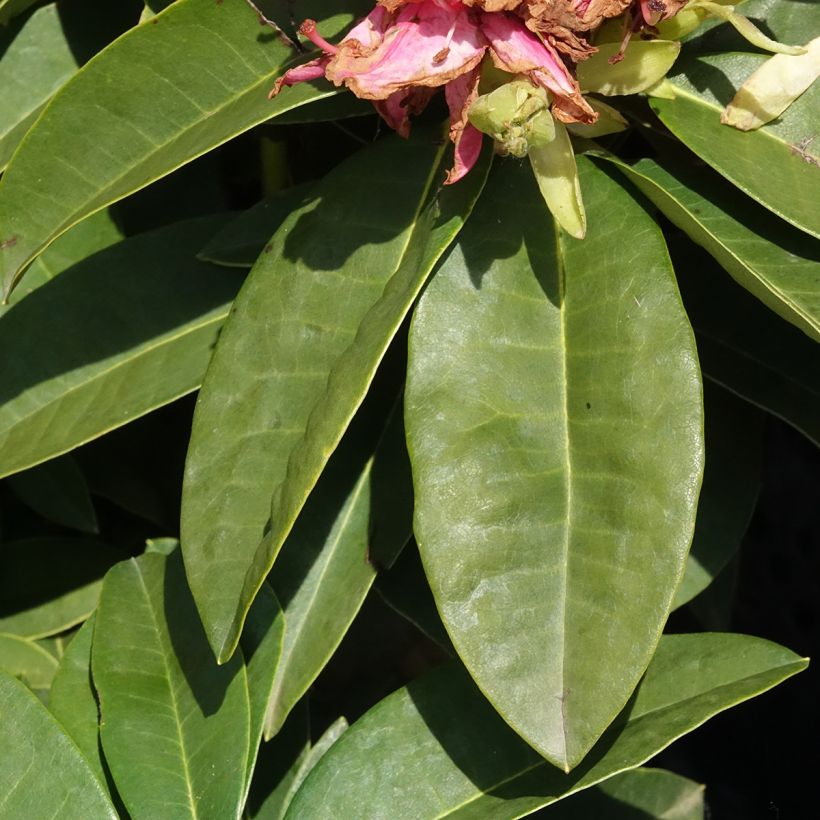 Rhododendron Easydendron INKARHO Diderk (Fogliame)