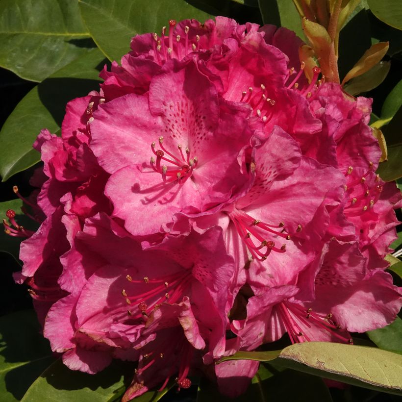 Rhododendron Easydendron INKARHO Diderk (Fioritura)
