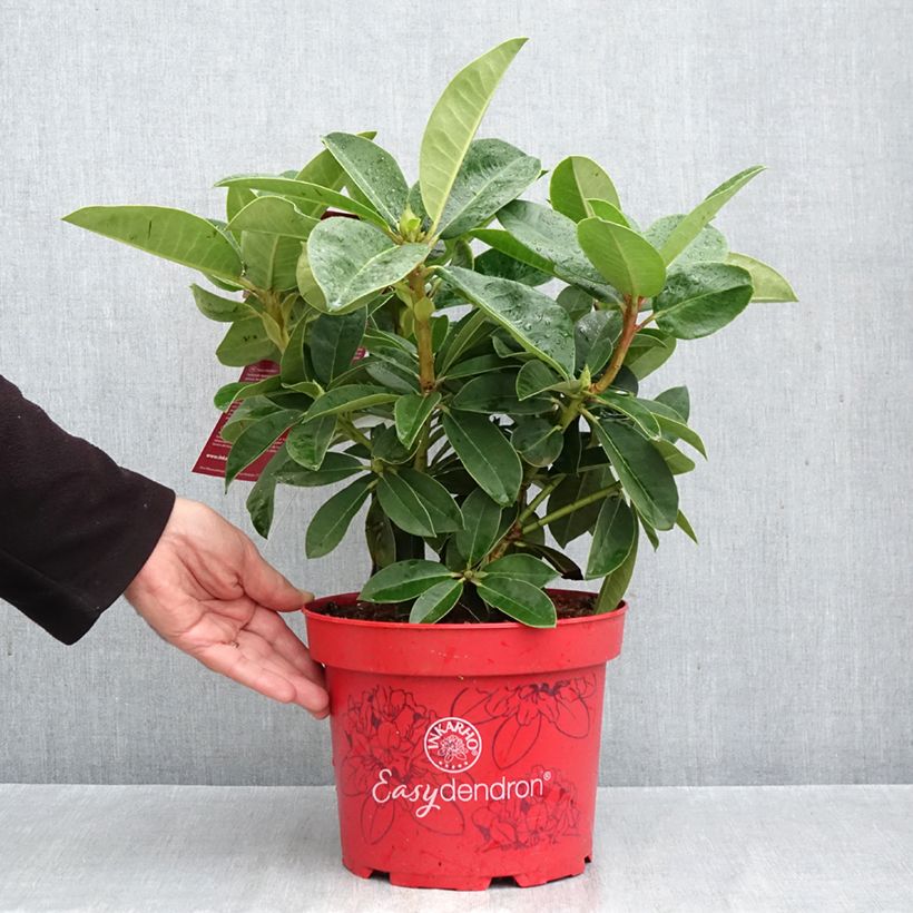Esemplare di Rhododendron Easydendron INKARHO Diderk Vaso da 4L/5L come consegnato in autunno