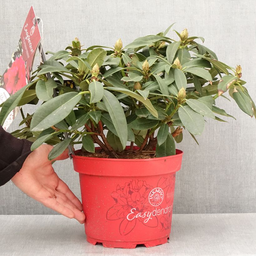 Rhododendron Easydendron INKARHO Diderk Vaso da 4L/5L esemplare consegnato in primavera