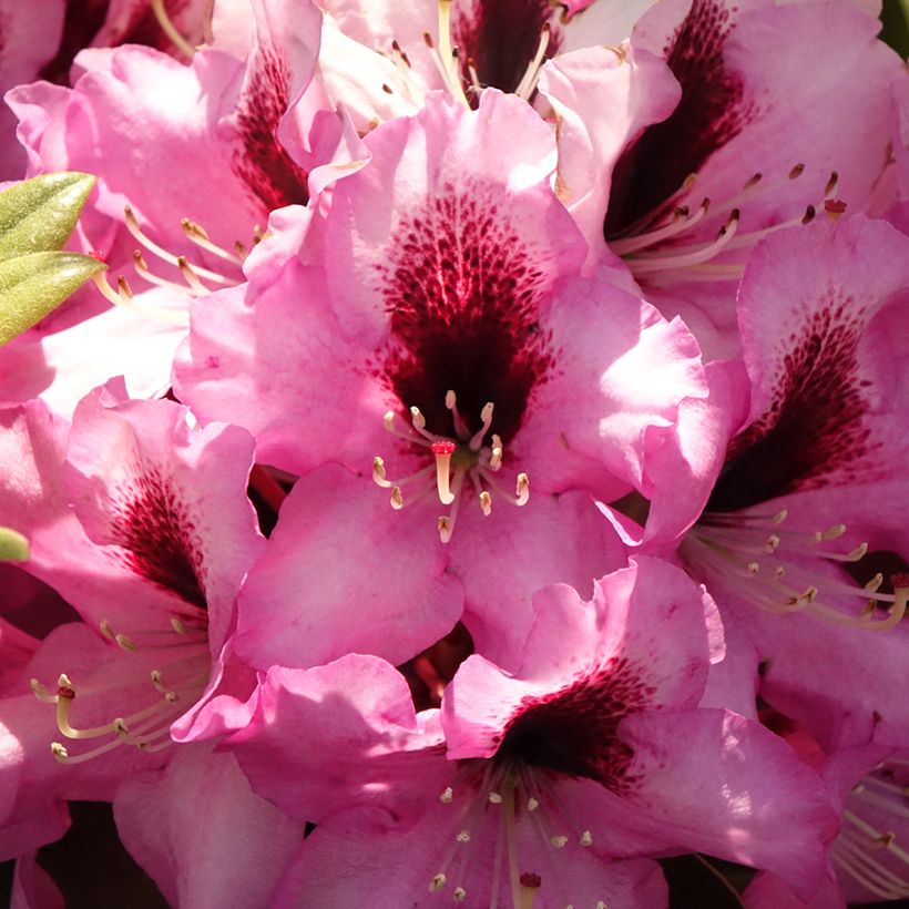 Rhododendron Raphaela (Fioritura)