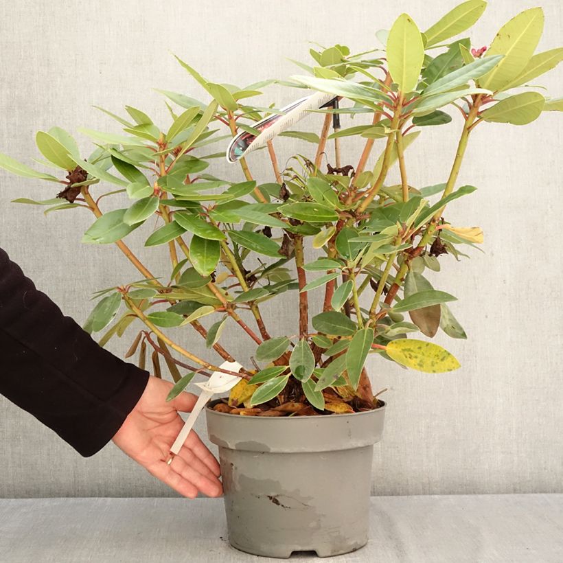 Esemplare di Rhododendron Raphaela Vaso da 4L/5L come consegnato in autunno