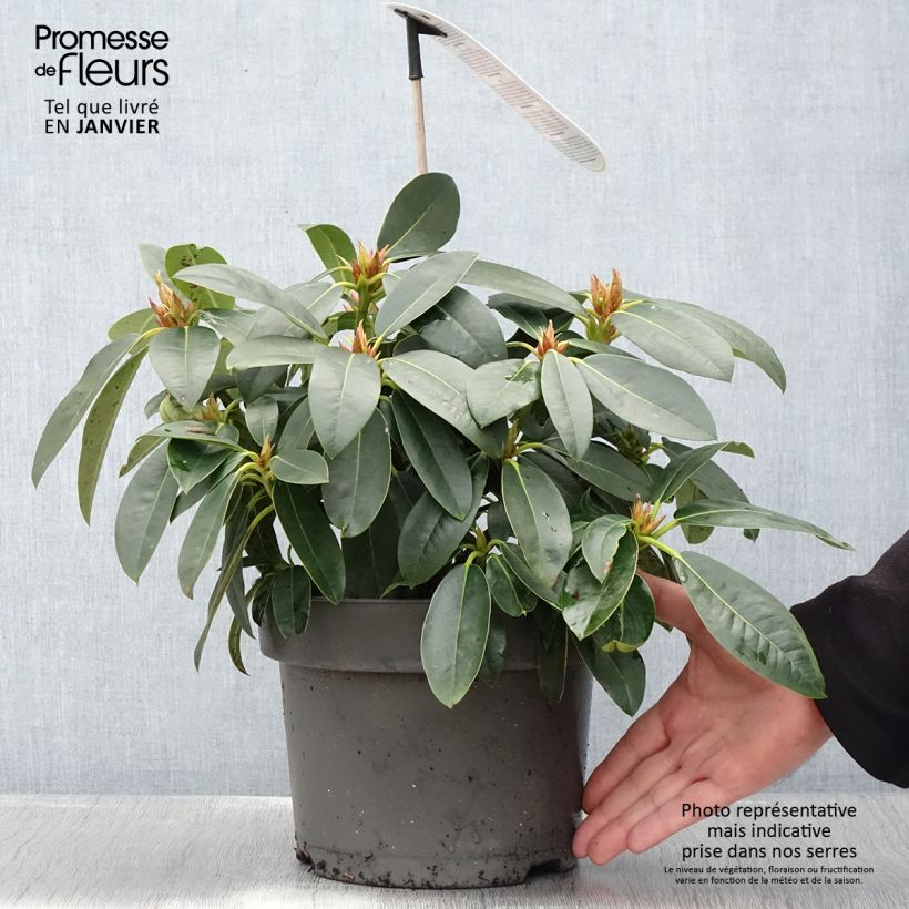 Rhododendron Raphaela Vaso da 4L/5L esemplare consegnato in inverno
