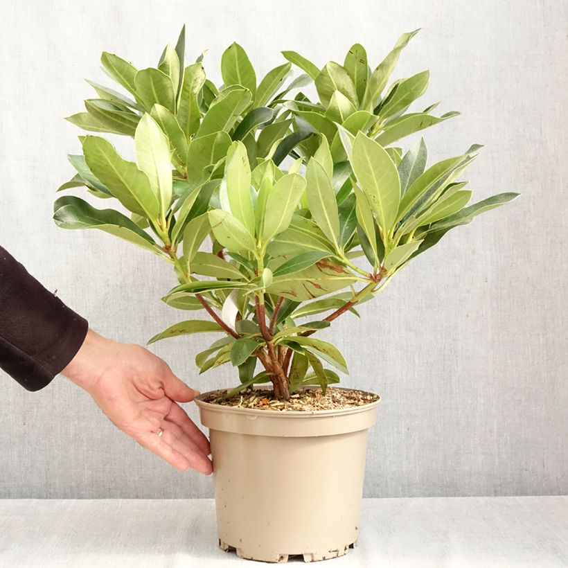 Esemplare di Rhododendron hybride Rwain Pot de 4L/5L come consegnato in autunno
