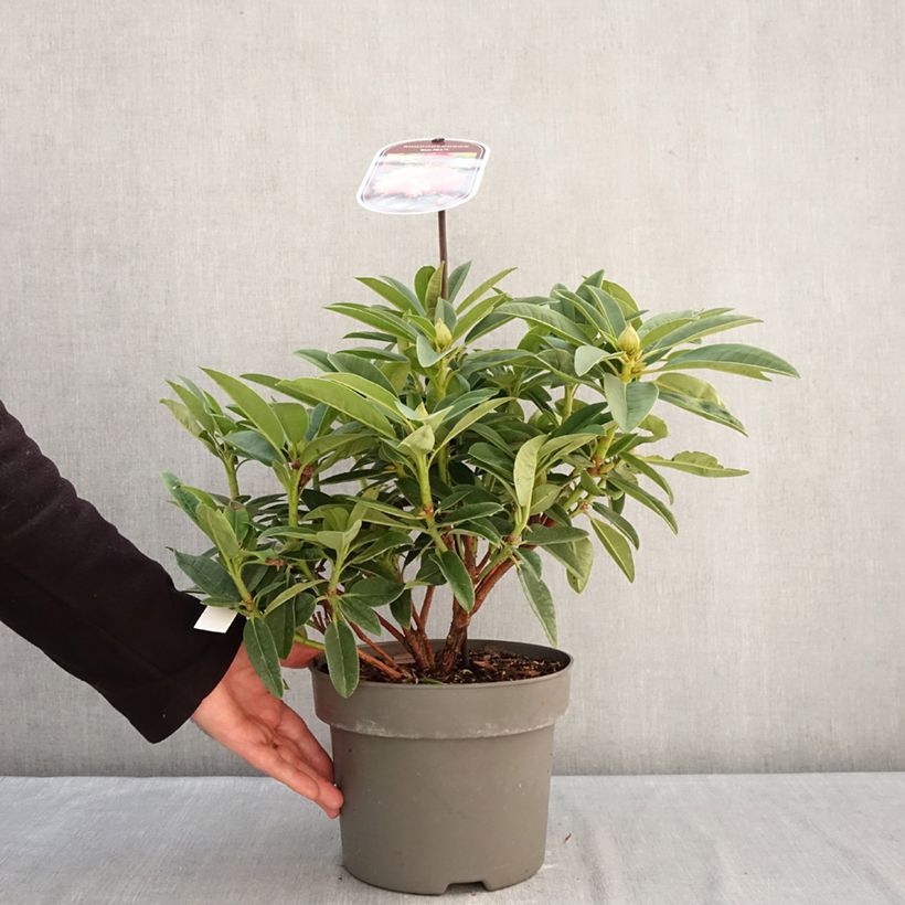 Rhododendron Sun Fire Vaso da 4L/5L esemplare consegnato in inverno