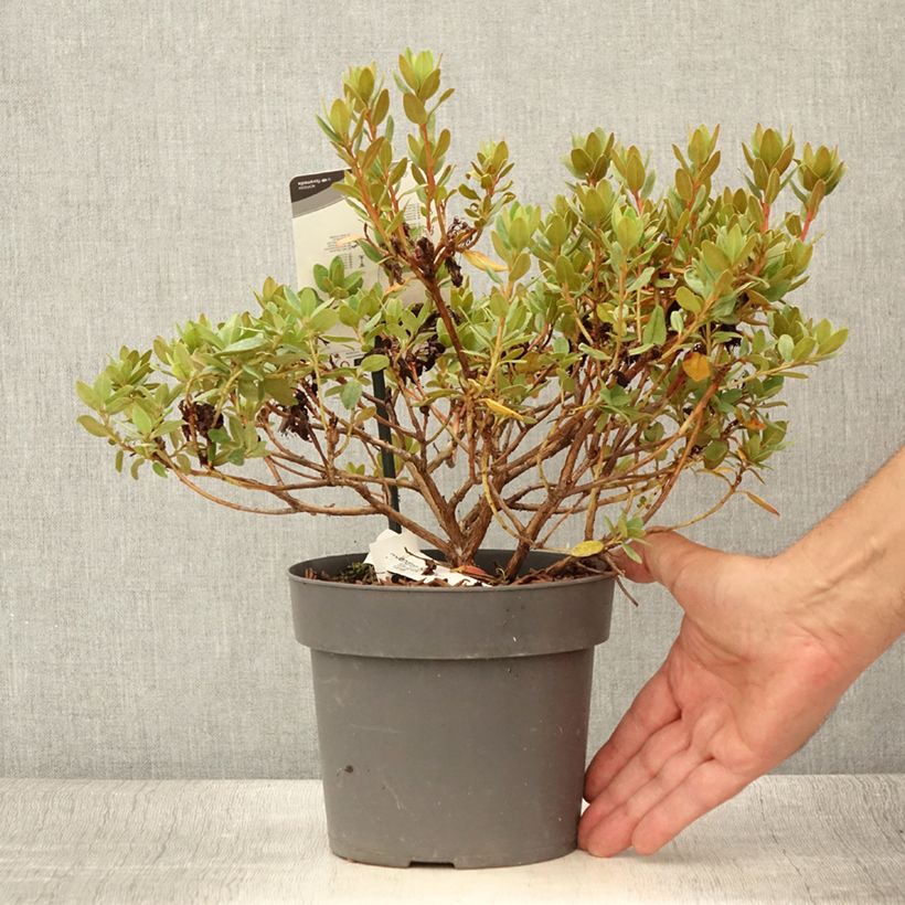 Esemplare di Rhododendron impeditum Ramapo Vaso da 2L/3L consegnato in estate
