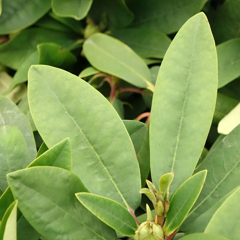 Rhododendron INKARHO Happydendron Pushy Purple (Fogliame)