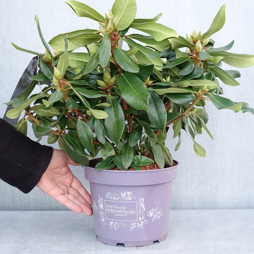 Rhododendron Inkarho Lila Dufthecke Pot de 4L/5L esemplare consegnato in inverno