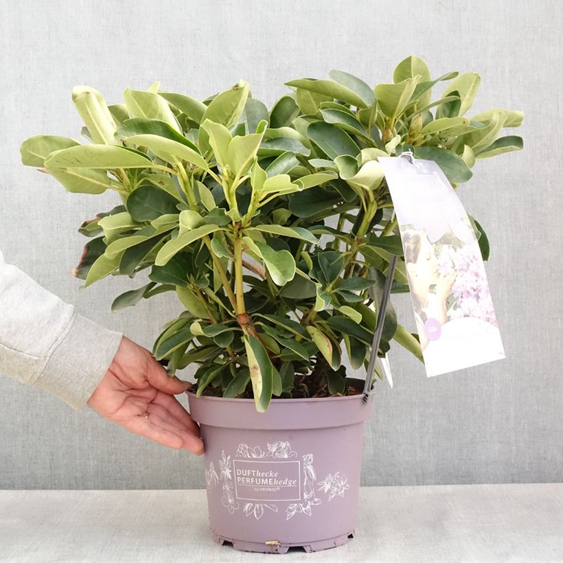Rhododendron INKARHO Lila Dufthecke Vaso da 4L/5L esemplare consegnato in primavera
