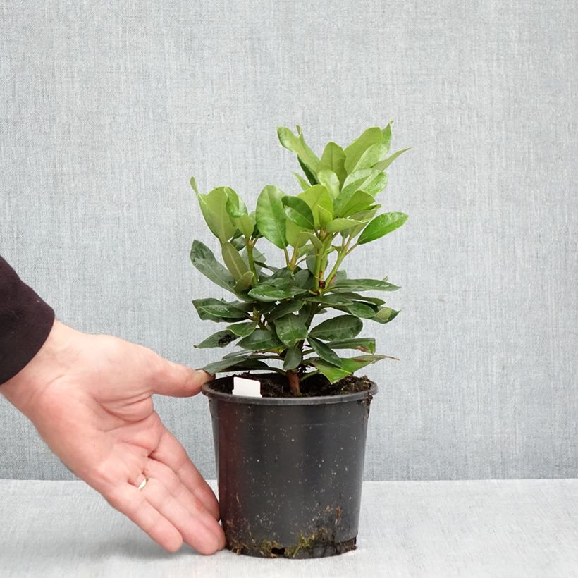 Esemplare di Rhododendron INKARHO Nova Zembla Vaso da Ø 12 cm / 13 cm come consegnato in autunno