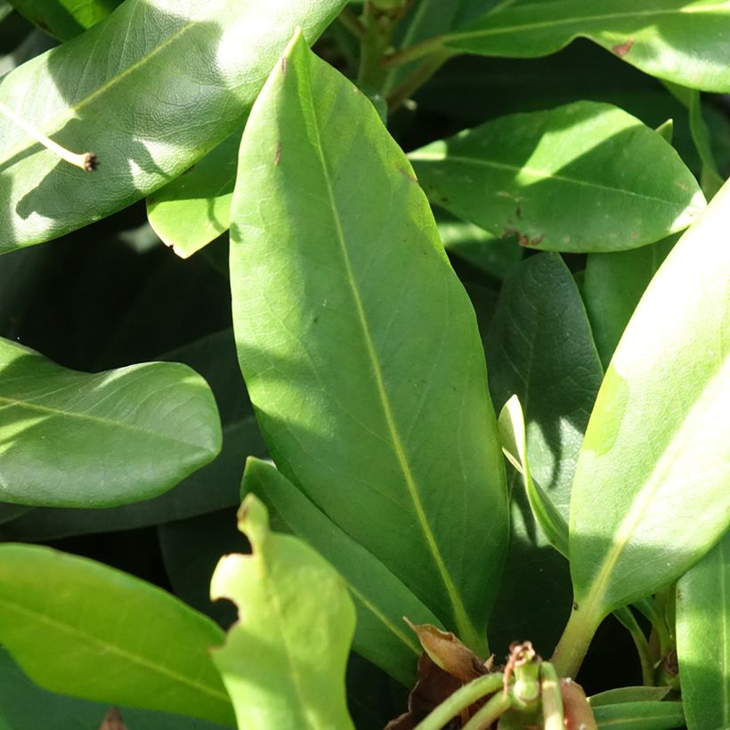 Rhododendron INKARHO Rosa Dufthecke (Fogliame)