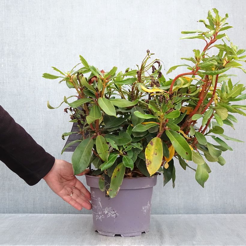 Esemplare di Rhododendron INKARHO Rosa Dufthecke Vaso da 4L/5L come consegnato in autunno