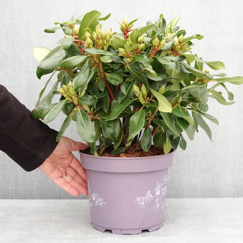Rhododendron Inkarho Rosa Dufthecke Pot de 4L/5L esemplare consegnato in inverno