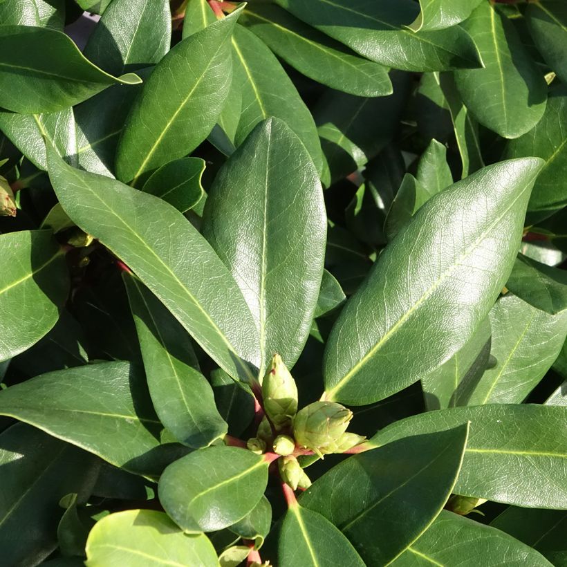Rhododendron INKARHO Weiße Dufthecke (Fogliame)