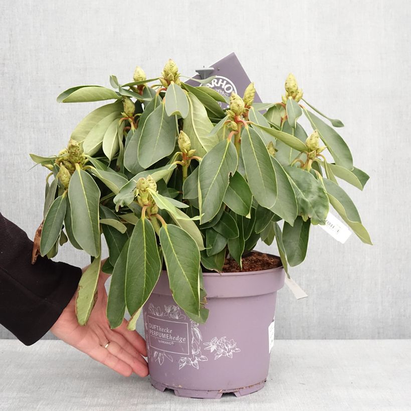 Example of Rhododendron INKARHO Weiße Dufthecke Vaso da 4L/5L as you get in hiver