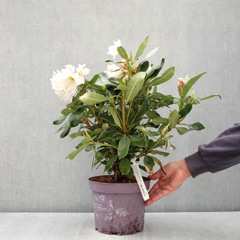 Rhododendron INKARHO Weiße Dufthecke Vaso da 4L/5L esemplare consegnato in primavera