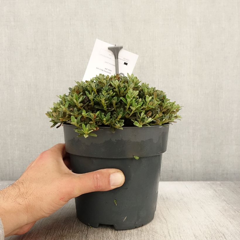 Esemplare di Rhododendron keleticum - Rhododendron nain Pot de 2L/3L come consegnato in autunno