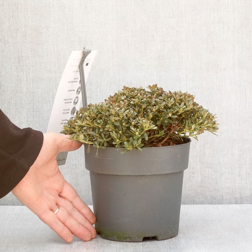 Example of Rhododendron keleticum Vaso da 2L/3L as you get in hiver