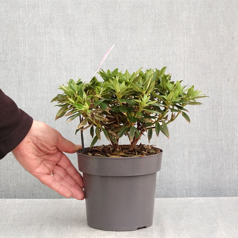 Esemplare di Rhododendron keleticum Robert Seleger - Rhododendron nain Pot de 2L/3L come consegnato in autunno