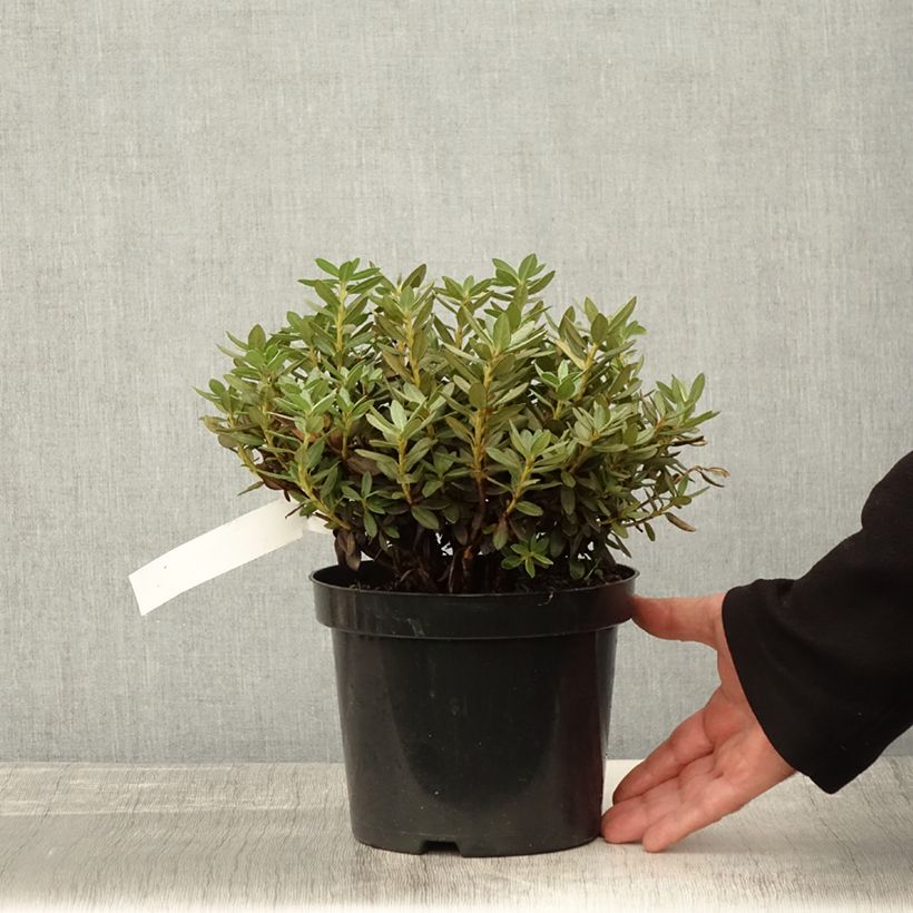 Esemplare di Rhododendron Lilly Bell Magic - Rhododendron nain Pot de 3L/4L come consegnato in autunno