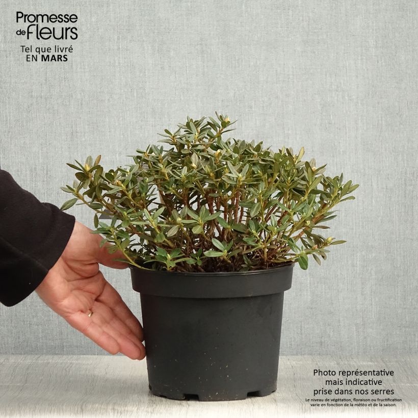 Example of Rhododendron Lilly Bell Magic Vaso da 3L/4L as you get in printemps