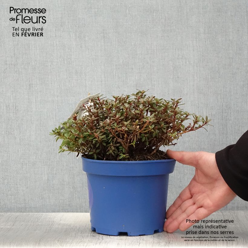 Rhododendron Lilly Bell  Night - Rhododendron nain Pot de 3L/4L esemplare consegnato in inverno