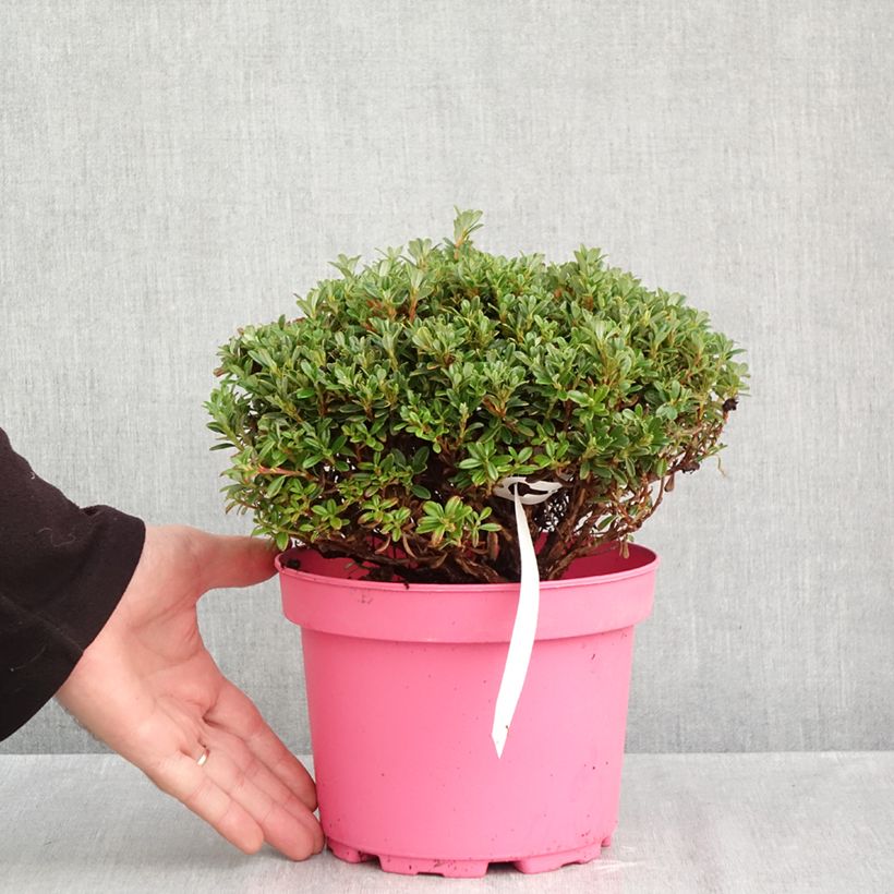 Esemplare di Rhododendron campylogynum var. myrtilloides Lilly Bell Pearl Vaso da 3L/4L come consegnato in autunno