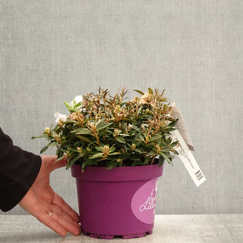 Rhododendron campylogynum var. myrtilloides Lilly Bell Pearl Vaso da 3L/4L esemplare consegnato in primavera