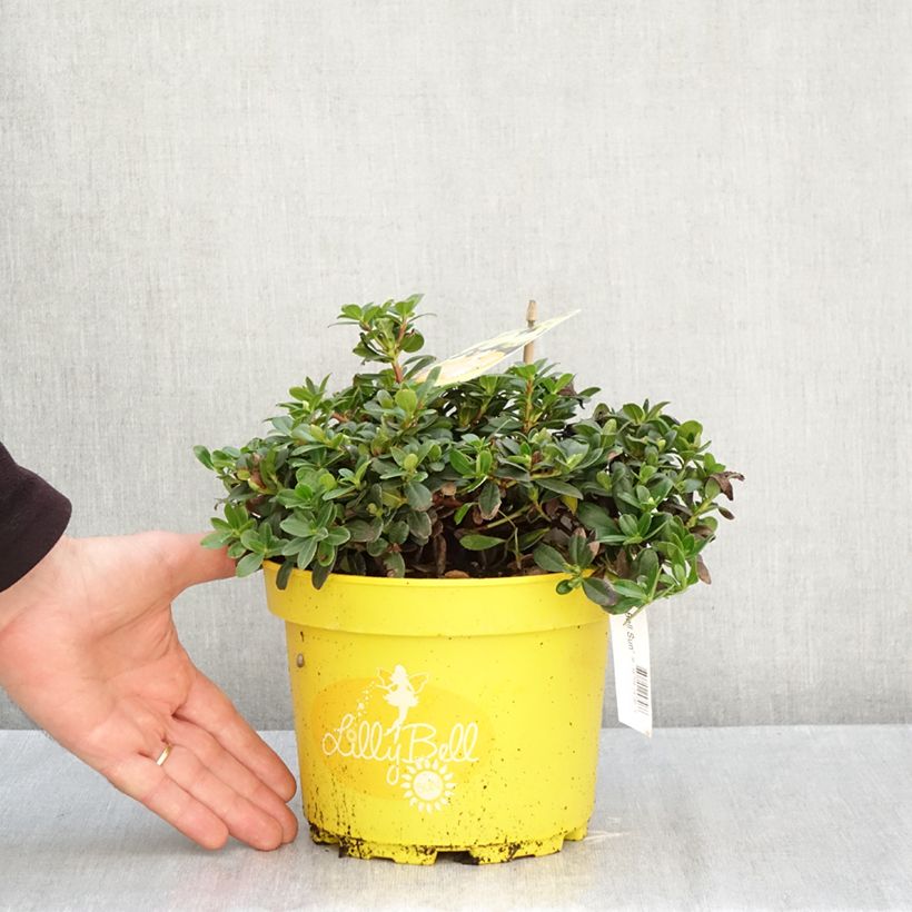 Esemplare di Rhododendron Lilly Bell Sun - Rododendro nano Vaso da 3L/4L come consegnato in autunno