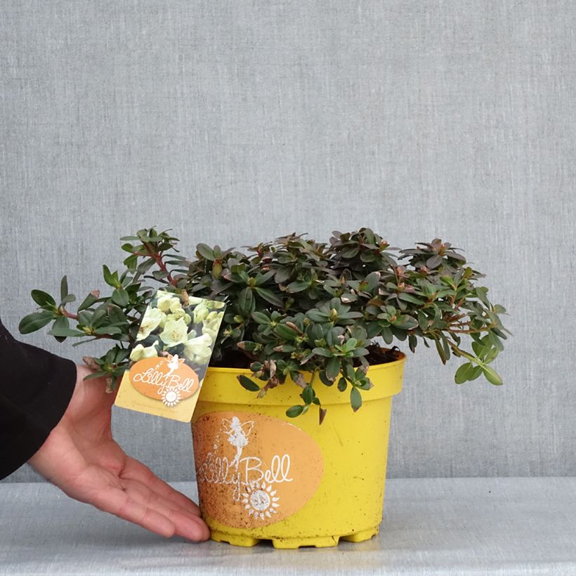 Rhododendron Lilly Bell Sun - Rhododendron nain Pot de 3L/4L esemplare consegnato in inverno