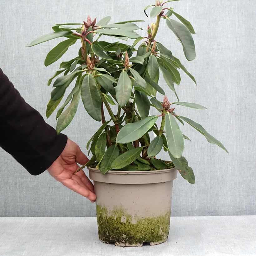 Example of Rhododendron loderi King George Vaso da 4L/5L as you get in printemps