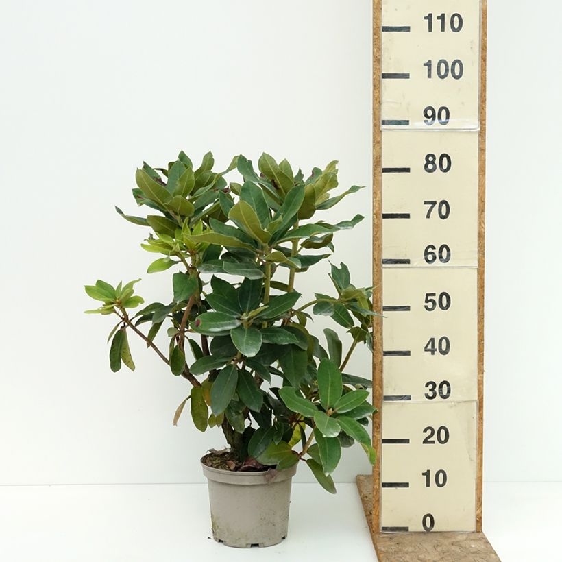 Esemplare di Rhododendron Markeeta's Prize Vaso da 4L/5L consegnato in estate