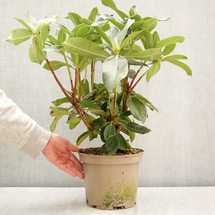 Rhododendron Markeeta's Prize Vaso da 4L/5L esemplare consegnato in primavera
