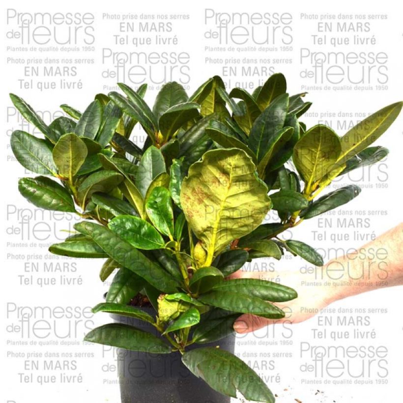 Esempio di esemplare Rhododendron Melrose Flash - Grande pianta di Rododendro in vaso da 4L./5L. come consegnato