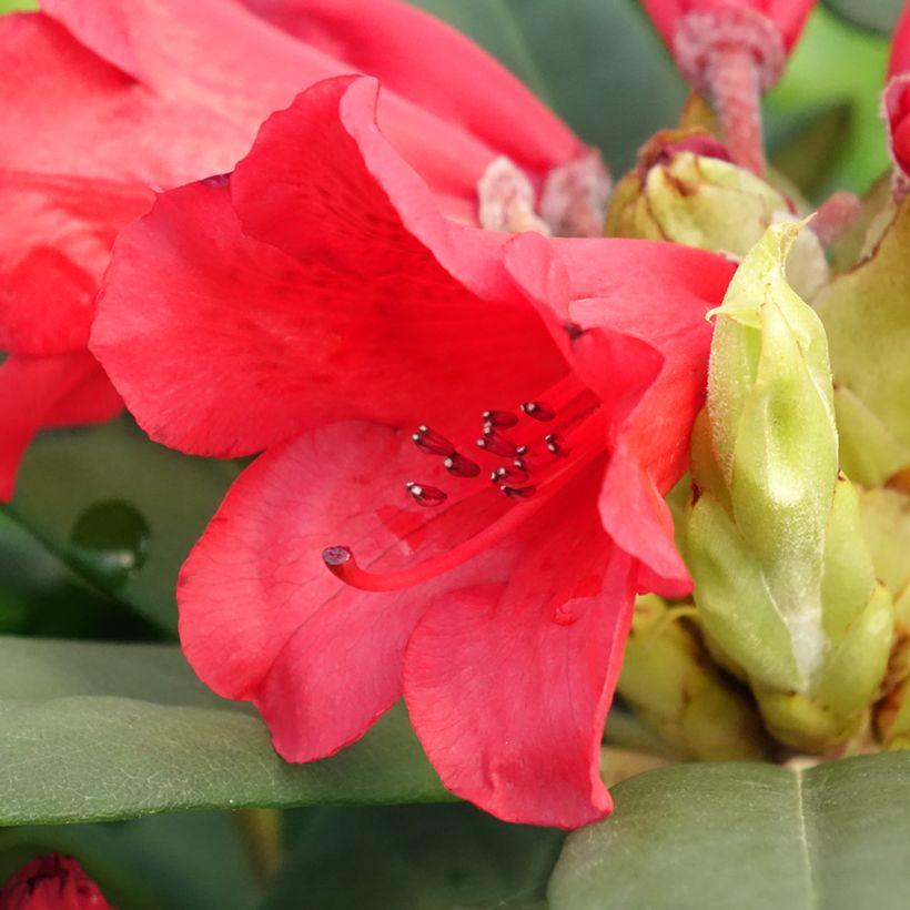 Rhododendron Melville (Fioritura)