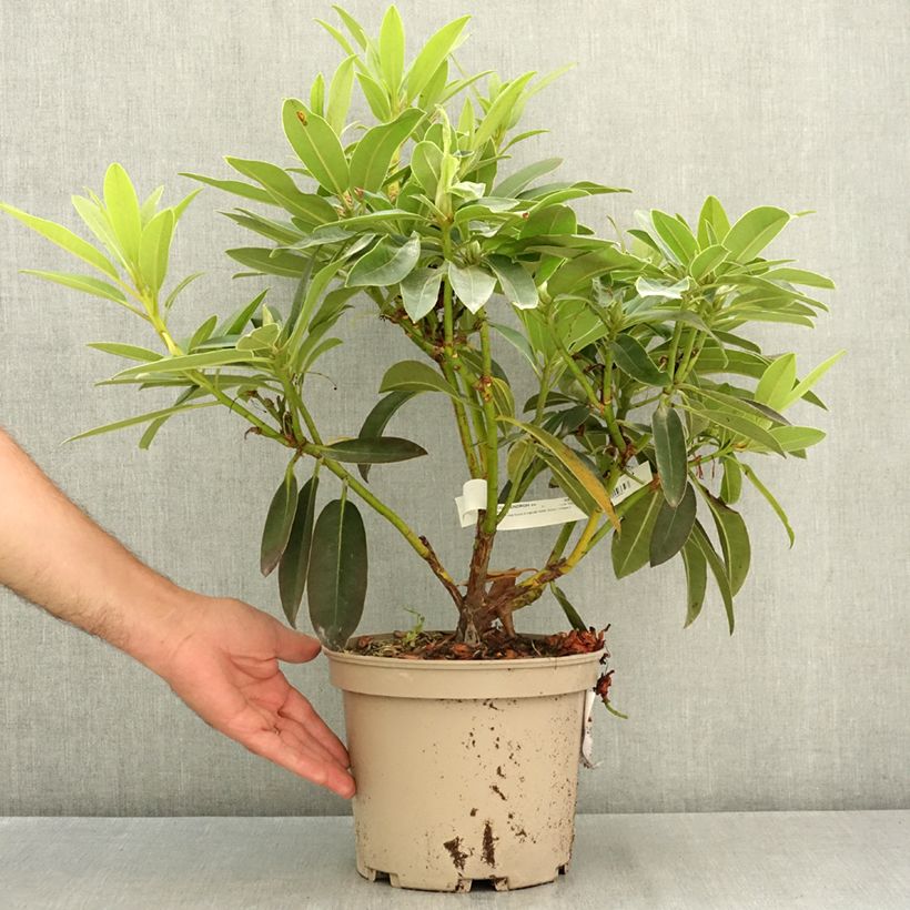 Esemplare di Rhododendron Midnight Vaso da 4L/5L consegnato in estate