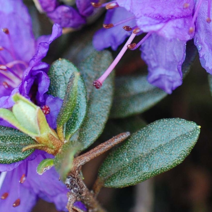 Rhododendron Azurika (Fogliame)