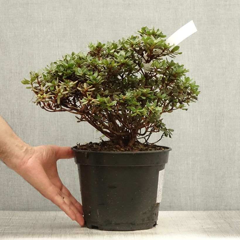 Esemplare di Rhododendron Azurika Vaso da 2L/3L consegnato in estate