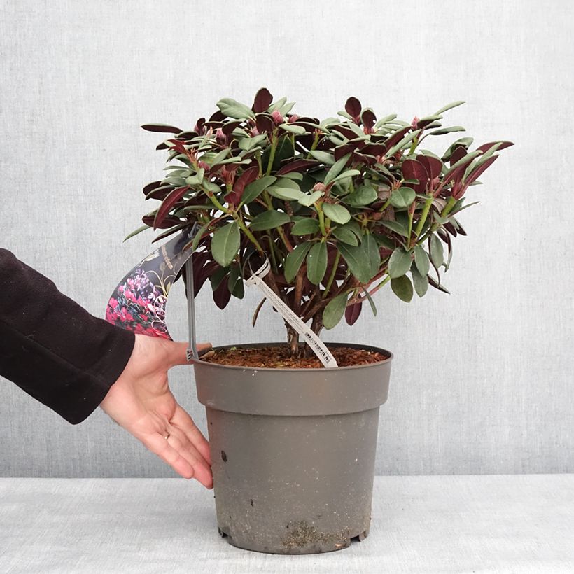 Rhododendron neriiflorum Burletta Pot de 6L/7L esemplare consegnato in inverno