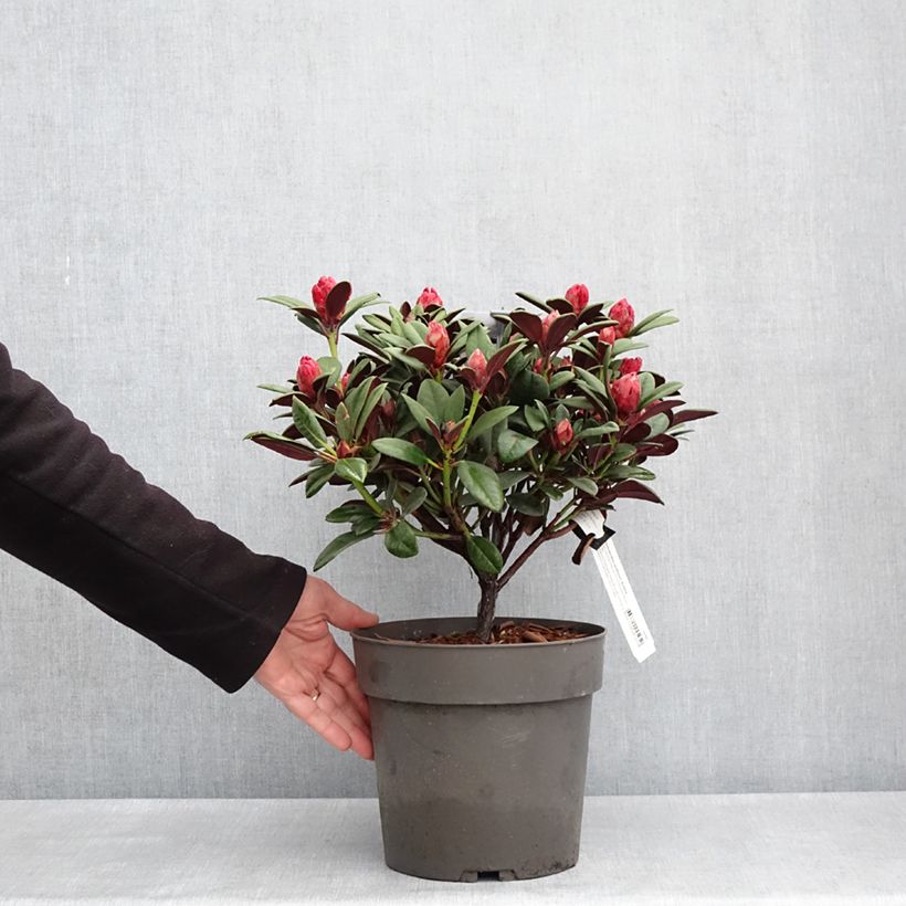 Example of Rhododendron neriiflorum Burletta Vaso da 6L/7L as you get in printemps