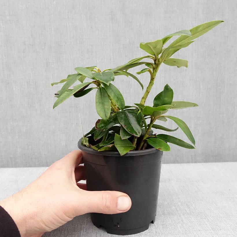 Rhododendron Percy Wiseman - Rhododendron nain  Pot de 12 cm / 13 cm esemplare consegnato in inverno