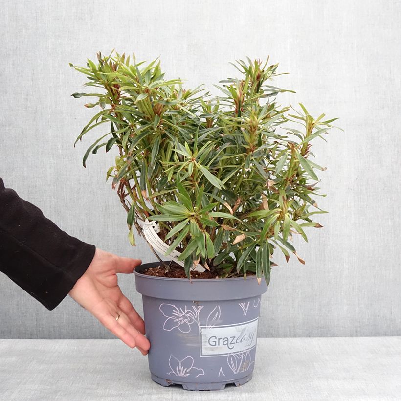 Rhododendron ponticum Grazeasy Dark Pink Pot de 4L/5L esemplare consegnato in inverno