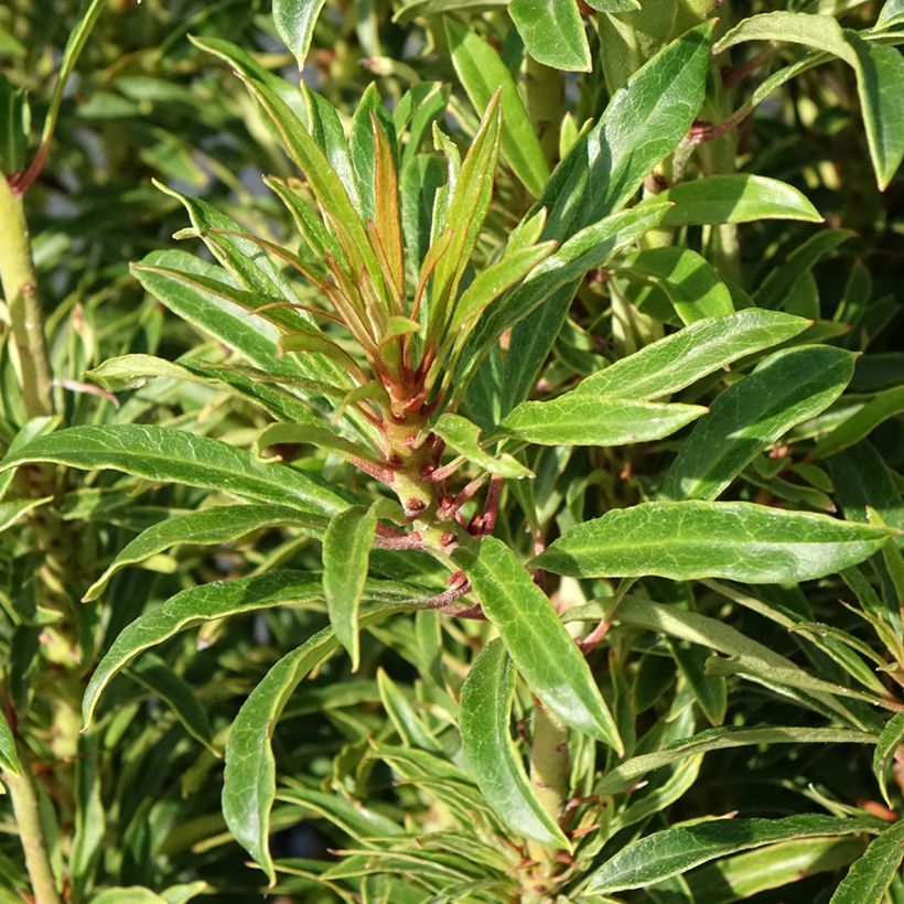 Rododendro pontico Grazeasy Dark Pink (Foliage)