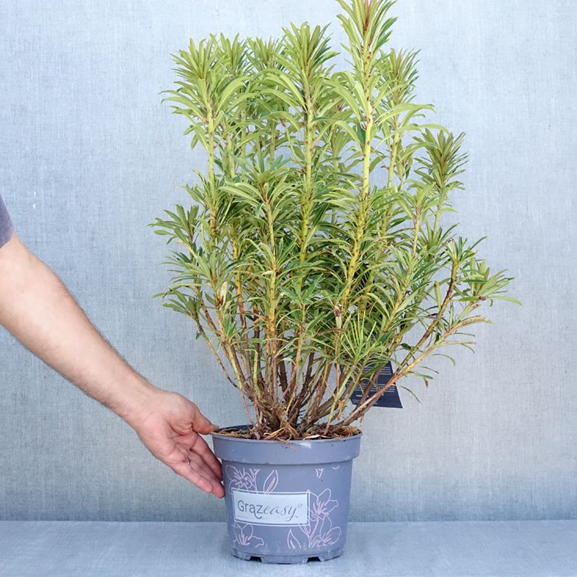 Esemplare di Rododendro pontico Grazeasy Dark Pink Vaso da 4L/5L consegnato in estate