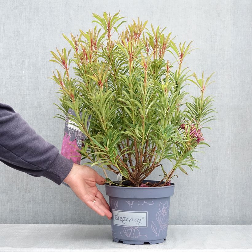 Example of Rododendro pontico Grazeasy Dark Pink Vaso da 4L/5L as you get in printemps