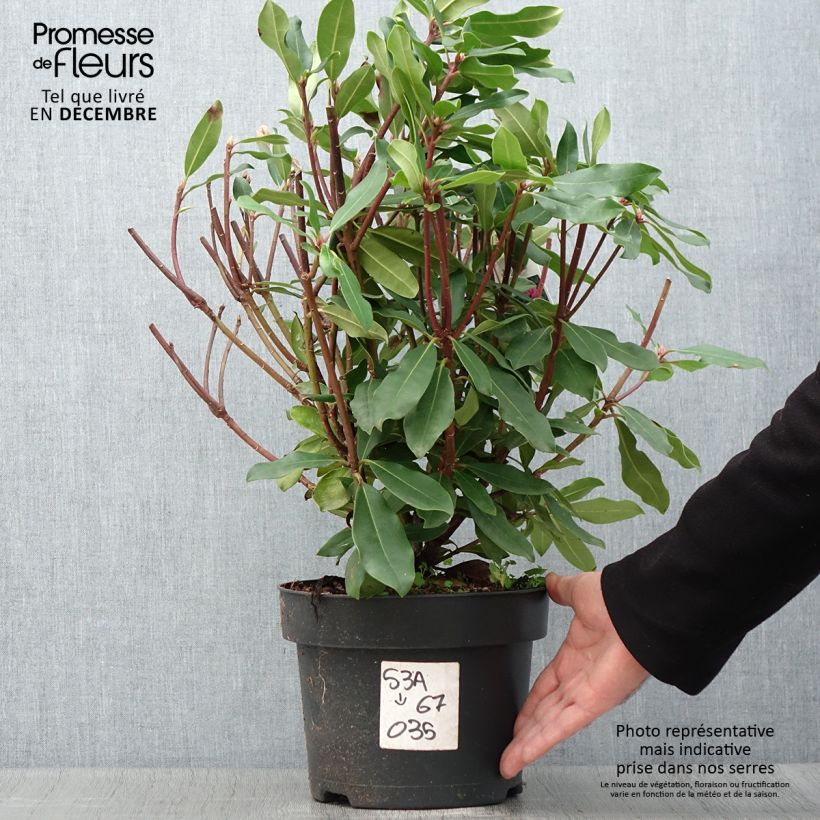 Esemplare di Rododendro pontico Roseum Vaso da 4L/5L come consegnato in autunno
